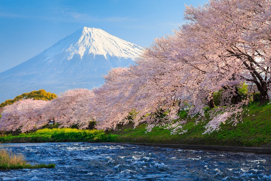 お隣の花見客は訪日外国人 桜の魅力はグローバル化へ 桜の開花が待ち遠しいのは日本人だけじゃない Limo くらしとお金の経済メディア