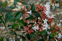 【ベランダの主役に】鉢植えで楽しむ「花が長く咲く低木」3選｜初夏から映える常緑＆落葉シンボルツリー