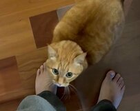 【かわいい】保護猫が毎朝してくれる「挨拶」あまりの愛くるしさに5.8万いいね