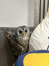 【ソファに挟まるフクロウ】独特の定位置に陣取るフクロウの生態がおもしろい！