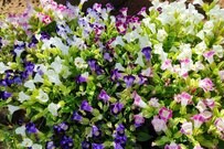 【一年草ガーデニング】いま花苗を選ぶならおすすめ！暑さに負けない一年草＜夏ガーデンの主役たち＞厳選7種