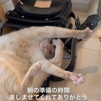 ランドセル登校最終日　登校妨害が日課だった猫の行動に驚き「泣きそうになりました」