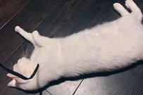 「遊べよ」と飼い主にオモチャを持ってきた猫　愛おしすぎる猫の行動にツッコミ
