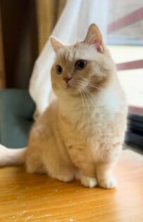 「楽しすぎたのかなw」旅行から帰ろうとすると→猫の“意外な行動”に思わず爆笑！