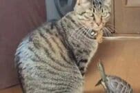 【絶対遊んでる】猫と亀の独特なコミュニケーションに思わず笑ってしまう「楽しそうな様子がかわいい」