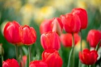 年金生活者支援給付金とは？受給要件や金額を徹底解説！無駄遣いを防ぐコツ