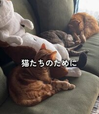 【猫と暮らす家DIY】〈リビングの壁〉に…運動不足な猫たちのための〈レトロモダンなキャットウォーク〉を作る！