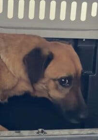 ケガを負った犬に寄り添う「人を恐れていた犬」を保護　約2週間で見せた穏やかな表情に反響