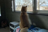 外を眺めながら「飼い主の帰省」を待ち続ける実家の犬　「2か月ぶりに再会」した際の反応に笑ってしまう