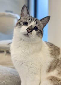 「←おすましさん　→ ？？？」猫の「変顔」に思わず爆笑