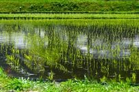 田んぼで目撃した「生き物の巣」に注目集まる　「優しい世界ですね」「おいしい米が収穫できますように」