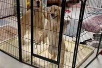 ご飯を察した親子犬が、2匹で…かわいすぎる行動に悶絶の声