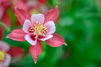 【ガーデニング】日陰でも元気に育つ！オシャレな多年草＆低木オススメ9選