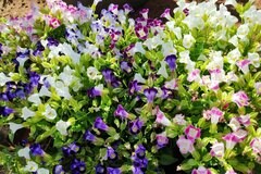 【一年草ガーデニング】いま花苗を選ぶならおすすめ！暑さに負けない一年草＜夏ガーデンの主役たち＞厳選7種