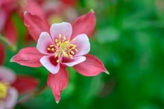 【ガーデニング】日陰でも元気に育つ！オシャレな多年草＆低木オススメ9選