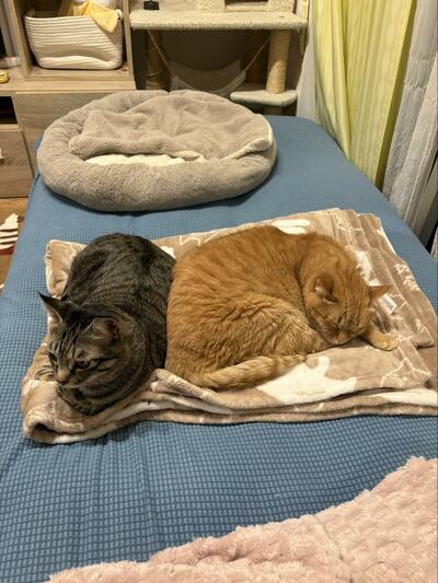 「猫の為に敷いてた毛布に寝てくれとる！！」と2匹の姿に歓喜