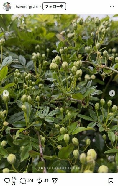 栗原はるみのInstagram投稿