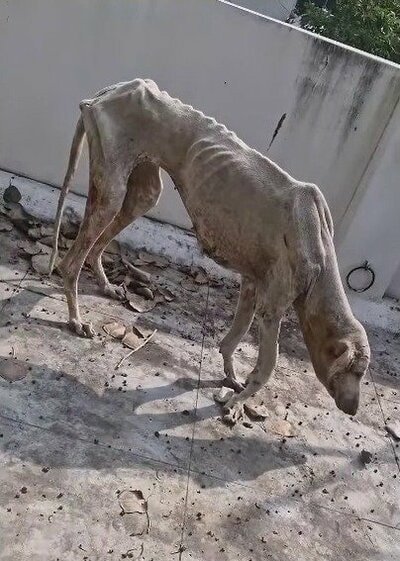 骨が浮き出るほど痩せ、うつむいて歩くダイアナの様子