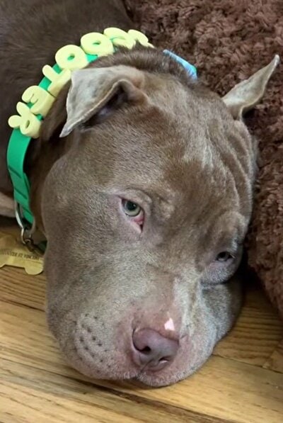 首輪に文字飾りをつけ、床で穏やかな表情を見せる犬