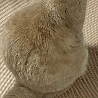 まるで丸いおにぎりのよう？！