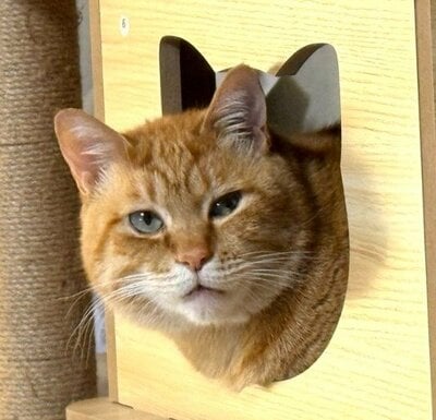 「インターホン押した？」「どちら様？」