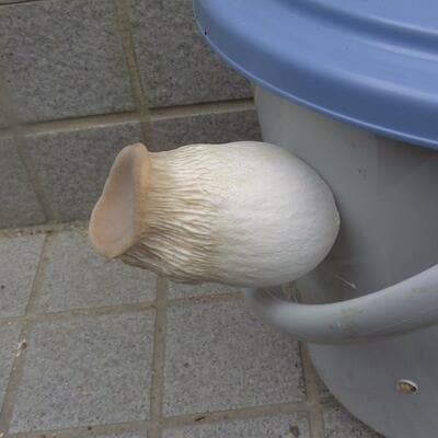 投稿の画像