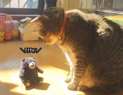 【猫vsぬいぐるみ】突然しゃべり出したおもちゃに不思議そうな反応を見せる猫にほっこり