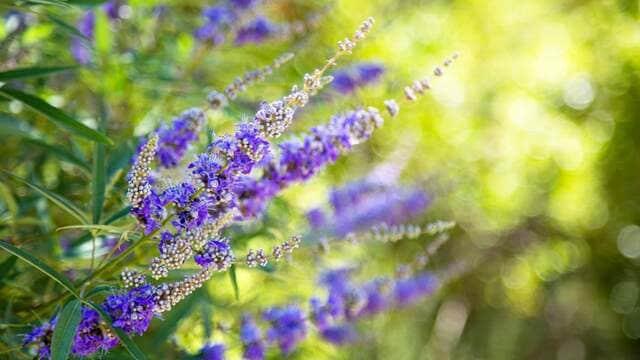 植えっぱなしで一年中「いい香りの花が咲く」庭づくり！季節ごとのおすすめ多年草・庭木9選
