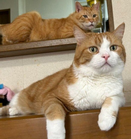 「いいか、こう言うんだぞ」帰宅した飼い主を出迎えるための美猫たちの“教育実習”に爆笑