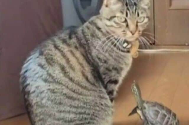 【絶対遊んでる】猫と亀の独特なコミュニケーションに思わず笑ってしまう「楽しそうな様子がかわいい」