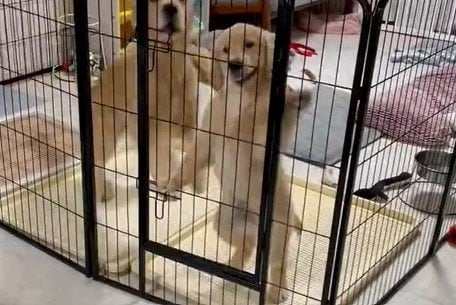ご飯を察した親子犬が、2匹で…かわいすぎる行動に悶絶の声
