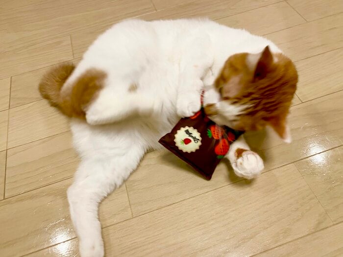 かなり激しくじゃれて遊んでくれました