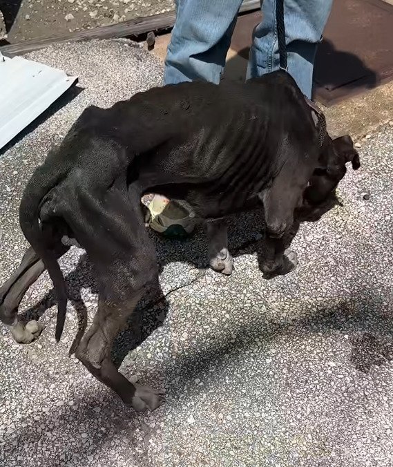 作業現場で「骨と皮」のように痩せ細り衰弱した犬を救助 飢える心配のない安全な環境で回復を目指すことに