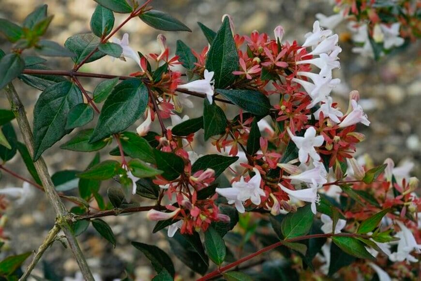 【ベランダの主役に】鉢植えで楽しむ「花が長く咲く低木」3選｜初夏から映える常緑＆落葉シンボルツリー