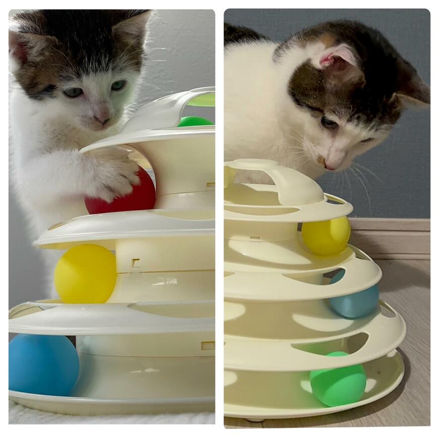 出所：@Saeroyi_cat