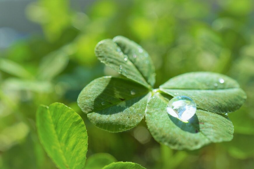 cattosus/shutterstock.com