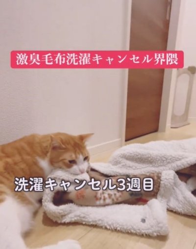 【エンドレス抗争】毛布を守りたい猫VS洗いたい飼い主の洗濯を巡るループが話題に