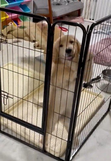 出所：@pu_channeldesu