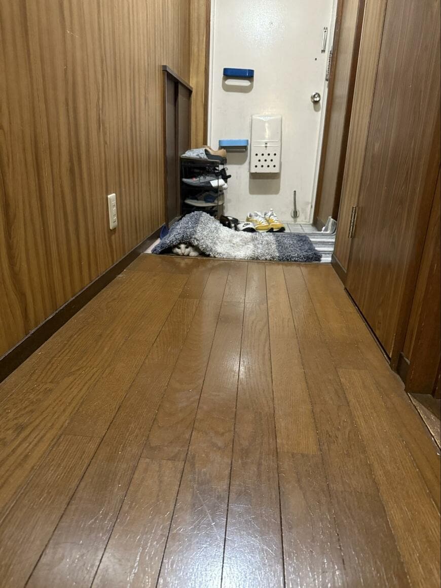 「子猫を探せ」　完全に隠れているつもりの猫　かわいい居場所にホッコリ