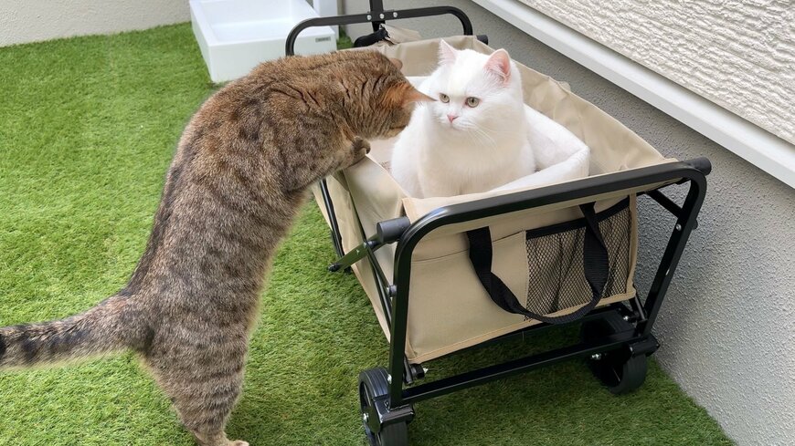 お気に入りのキャリーを貸してほしい猫さん　「かわいい行動」が話題に