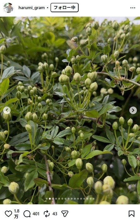 出所：栗原はるみのInstagram（＠harumi_gram） 参照日：2026年4月6日
