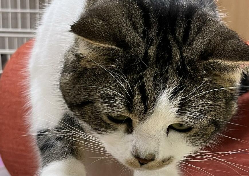 出所：@torotolo106106