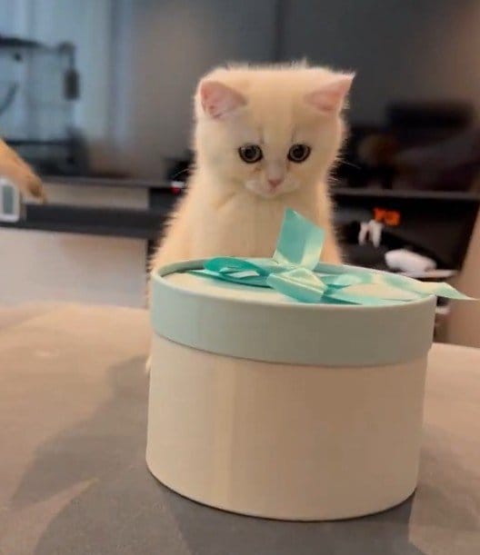 出所：@momosuikitty