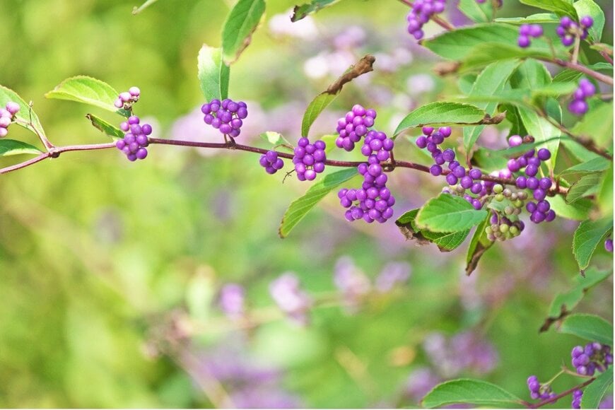 igaguri_1/istockphoto.com