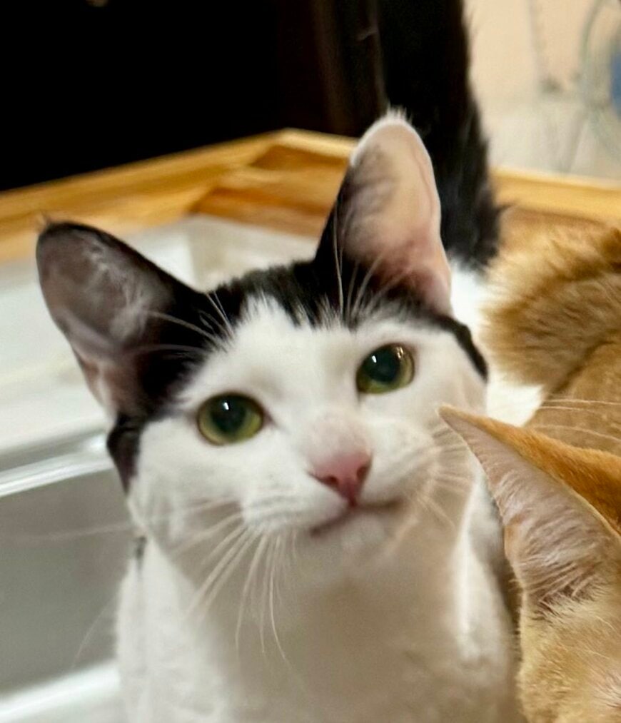 出所:@omochi_nam01