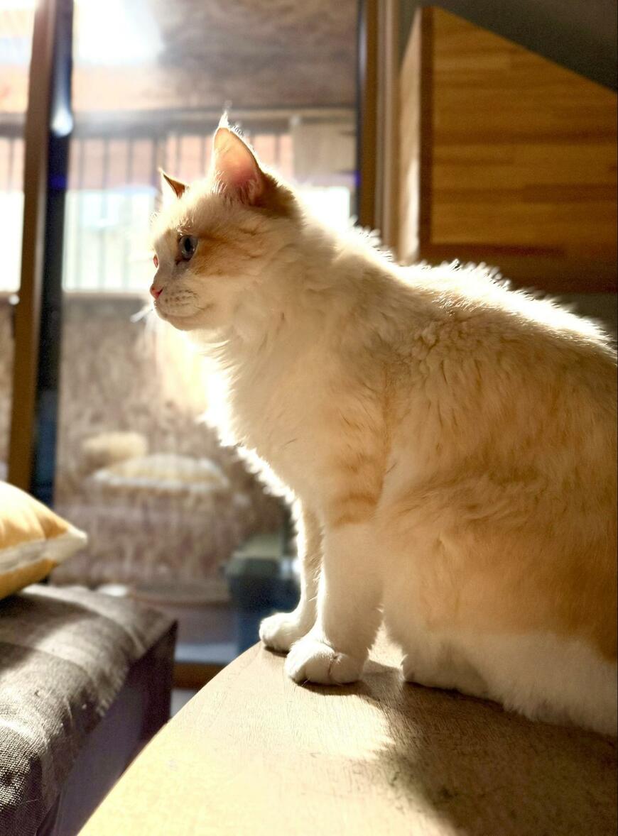 出所：@omochi_nam01