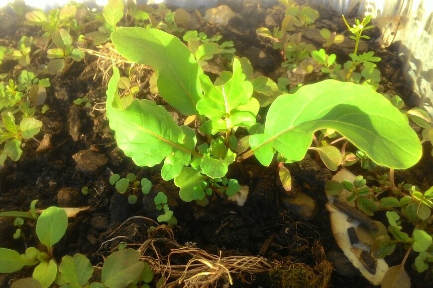 FranciscoBaliego/Shutterstock.com