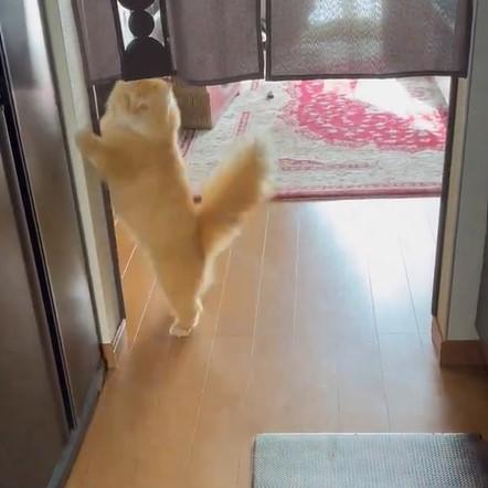 出所：@NEKOLAND13