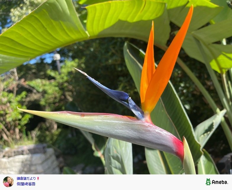 出所：假屋崎省吾のAmebaブログ 参照日：2025年9月26日