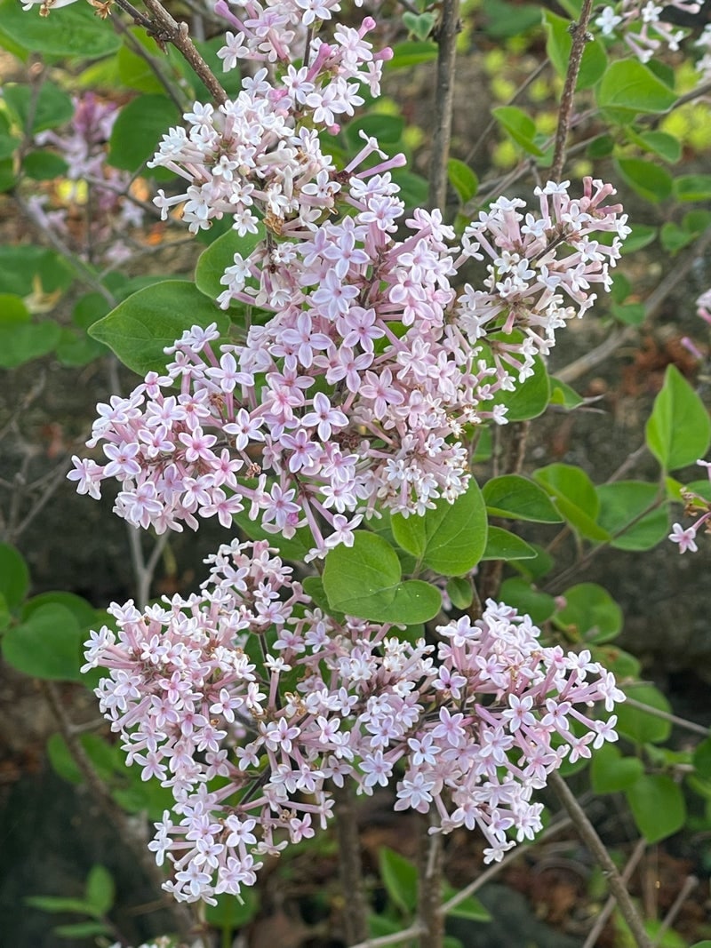 出所：假屋崎省吾のAmeba公式ブログ　参照日：2026-04-20